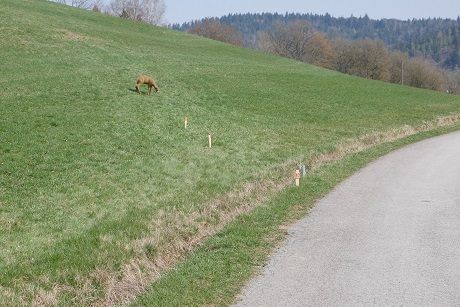 Morgensonne am Gardasee