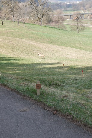 Morgensonne am Gardasee